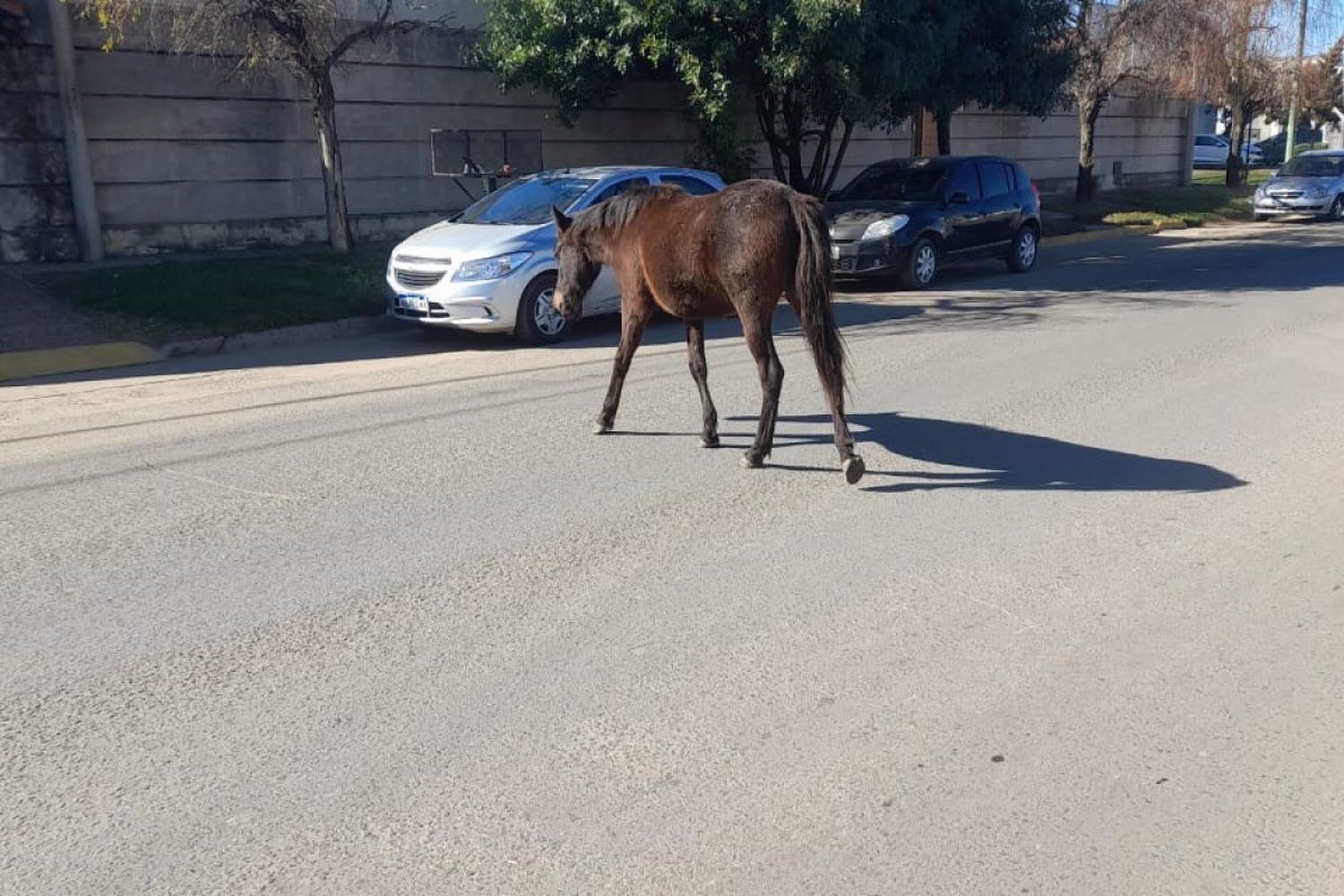 Veterinaria Municipal cita a propietarios de equinos retenidos