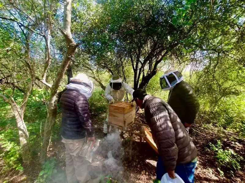 Impulsan la apicultura local con jóvenes 
productores y trabajo en apiarios