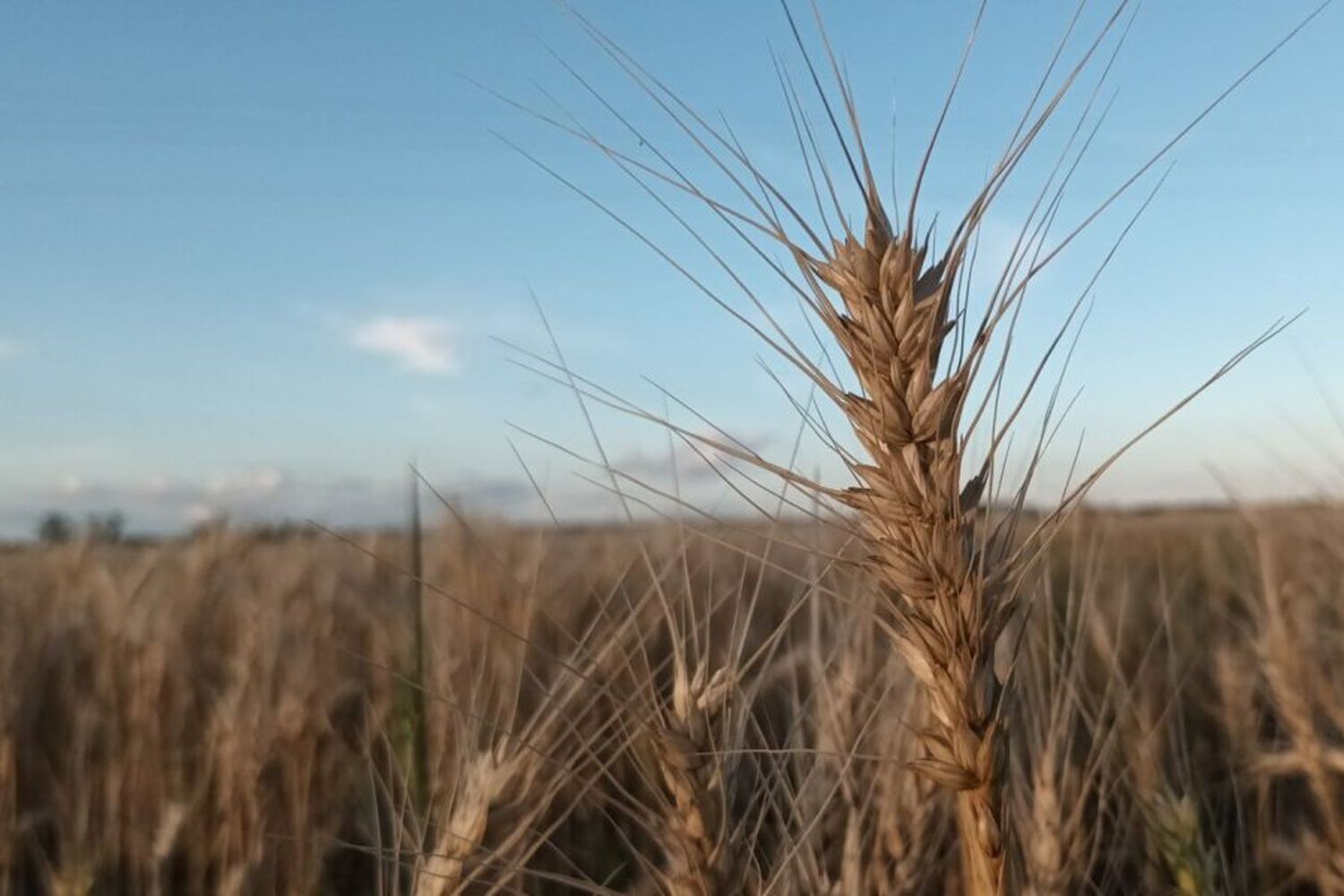 El registro pluviométrico de noviembre cambió el panorama para los productores, ¿cómo están los cultivos?