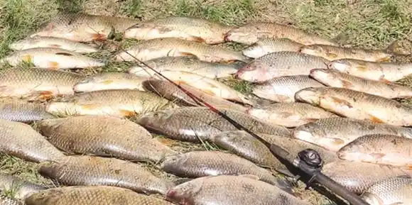 En Concordia se decomisaron cerca de 100 bogas en operativos de fiscalización