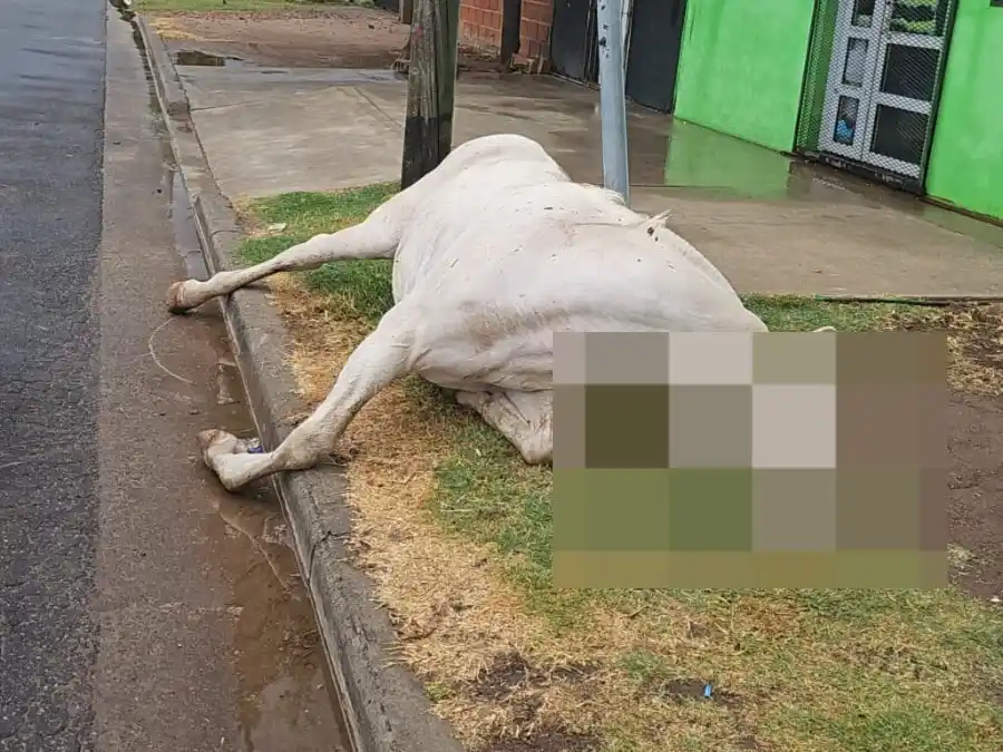 Hallaron un caballo electrocutado en la vía pública