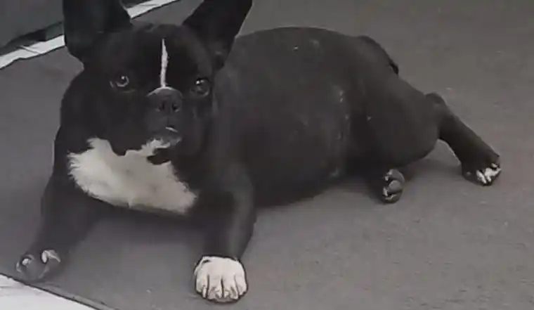 La mascota es un nene que padece epilepsia.