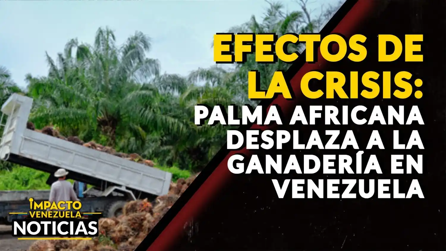 ¡EN RIESGO LA PRODUCCIÓN DE CARNE! Ganaderos migran a sembrar palma aceitera – VIDEO