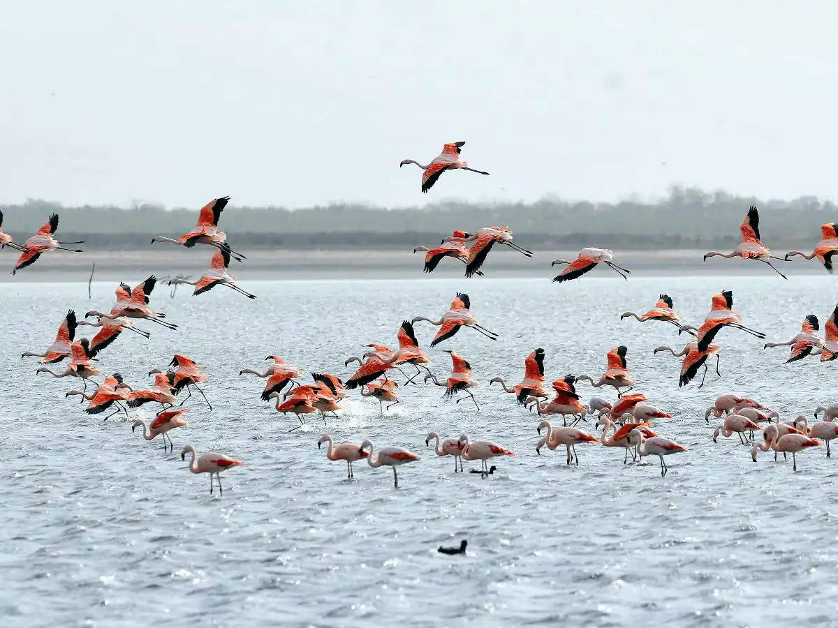Mar Chiquita: abrirán un parque nacional   