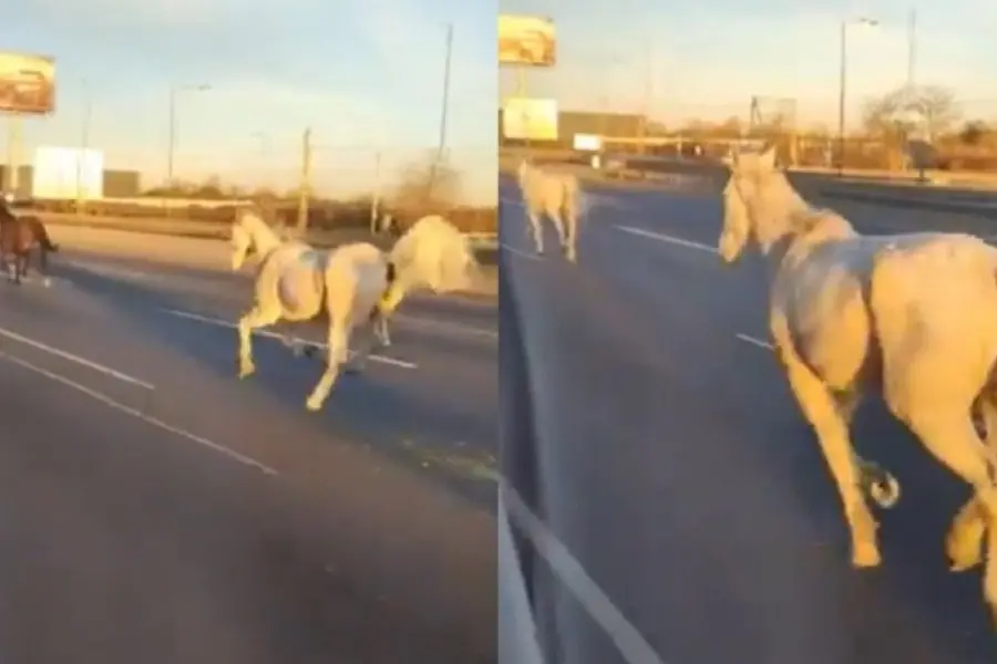 Escaparon 46 caballos y salieron al trote por la autopista Panamericana