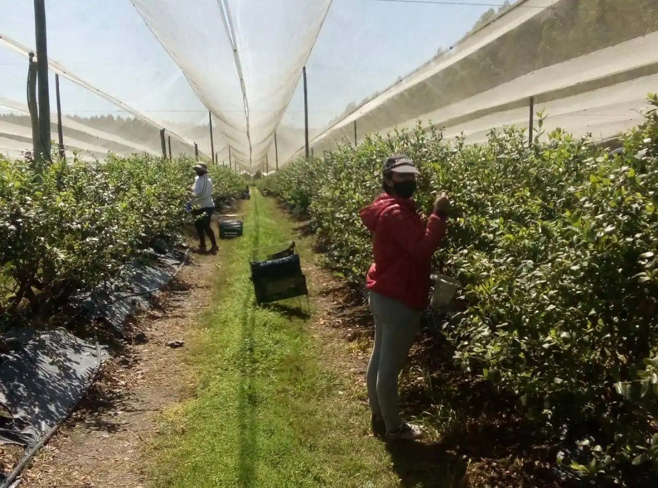 Productores de arándanos de la Mesopotamia celebran la eliminación de retenciones