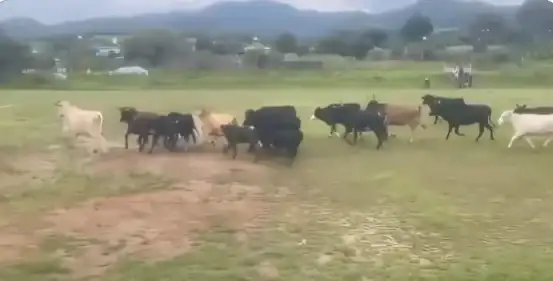 Un partido tuvo que detenerse por una inesperada invasión de vacas