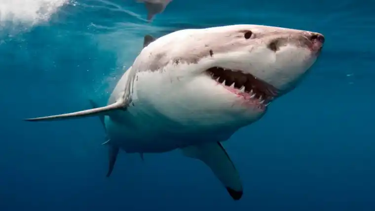 Miraban tiburones en un acuario y lo que vieron los dejó shockeados