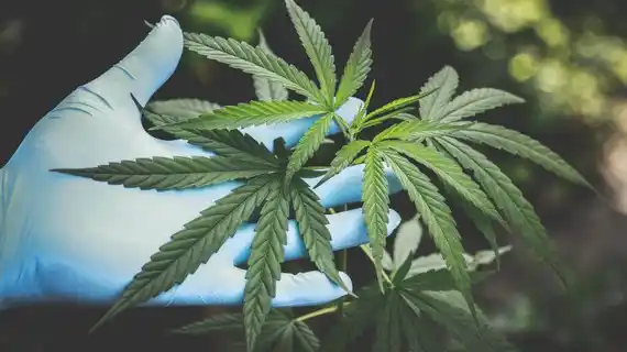 Cannabis medicinal: reclaman que se reglamente la ley