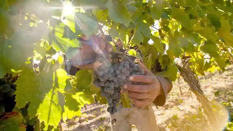 El campo a dos velocidades: cuáles son los 9 sectores que están en rojo