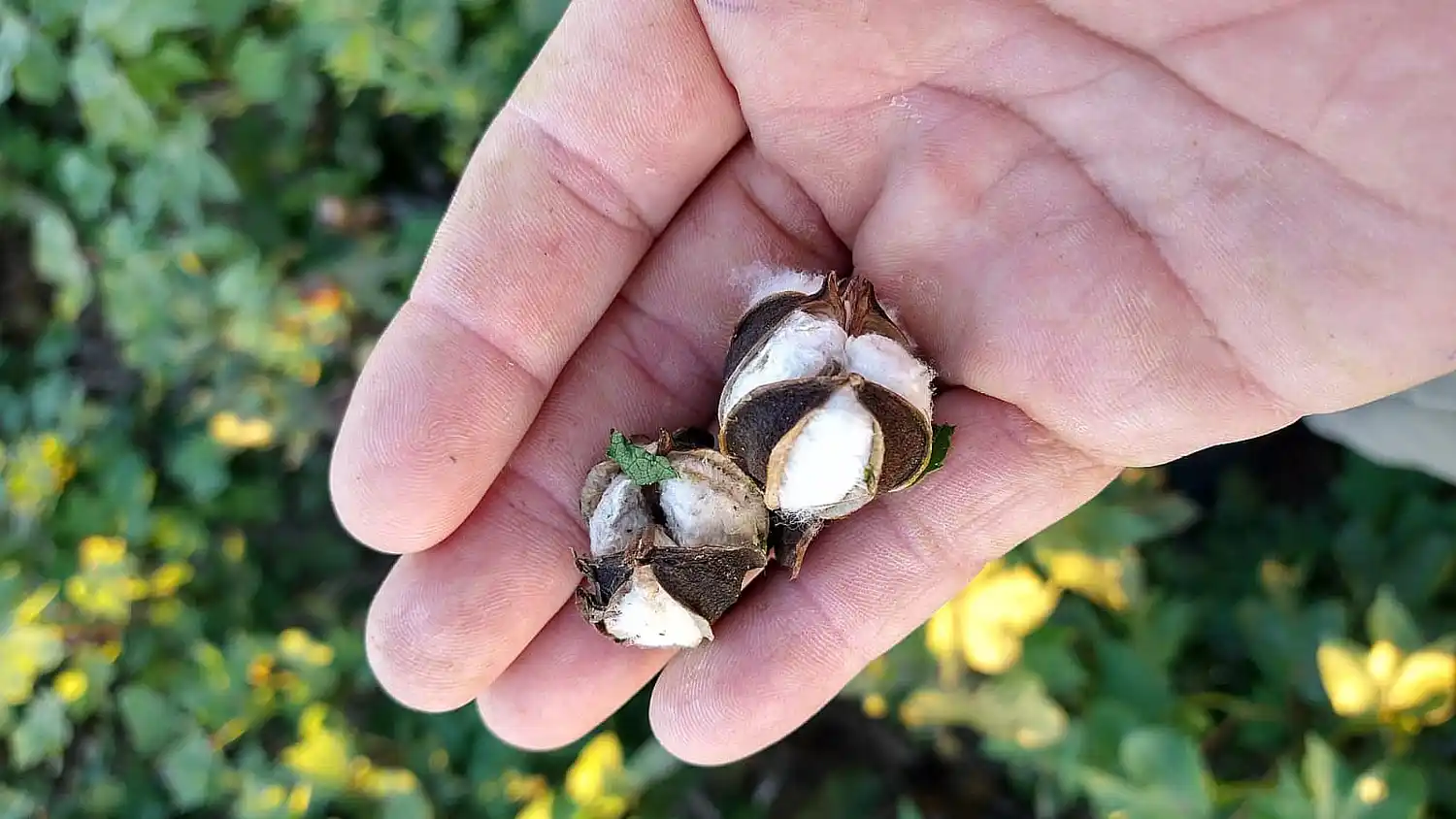 Se derrumbó casi 35% la cosecha de algodón en Santa Fe