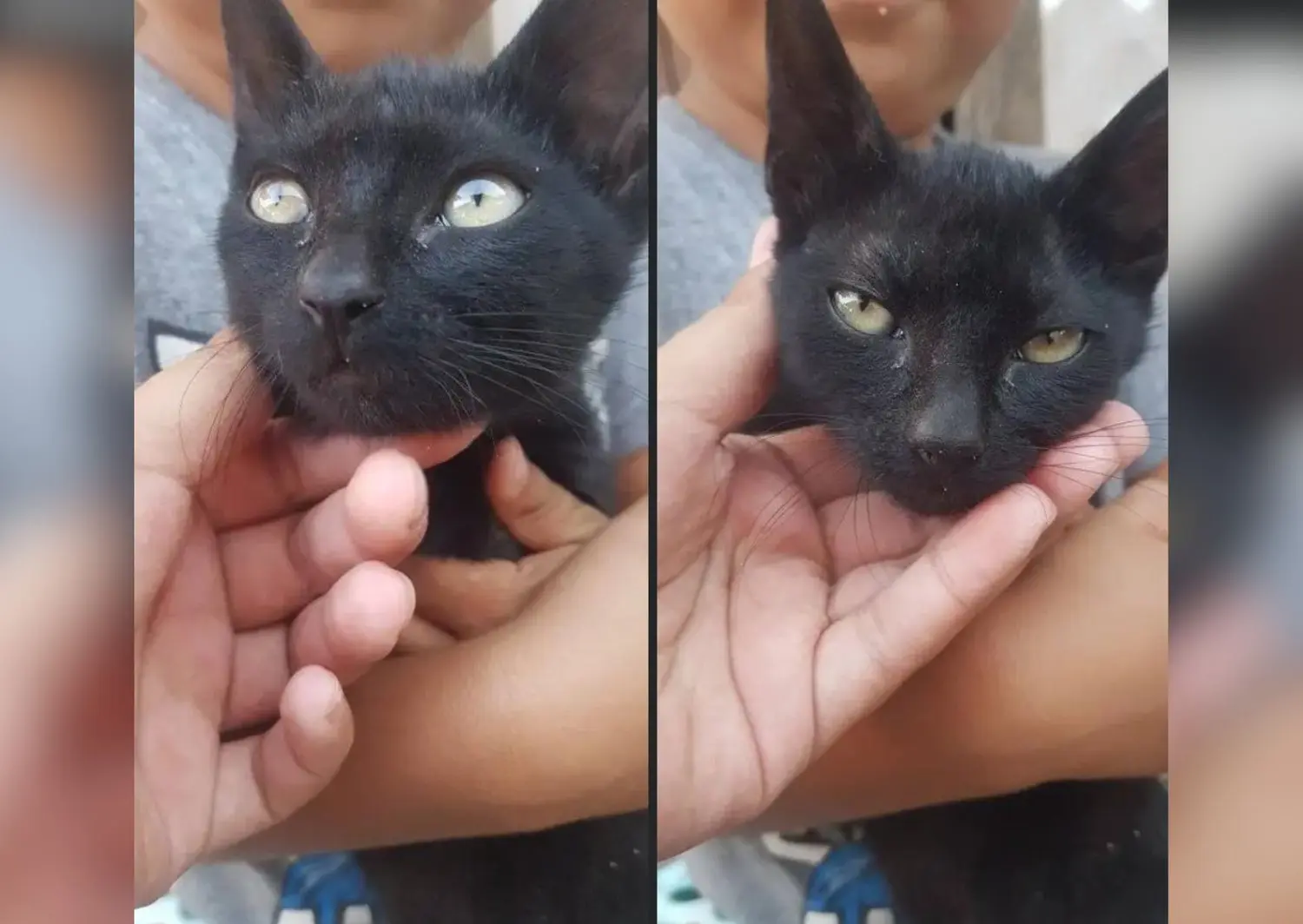 Solucionado: encontraron un gatito y buscan a sus dueños