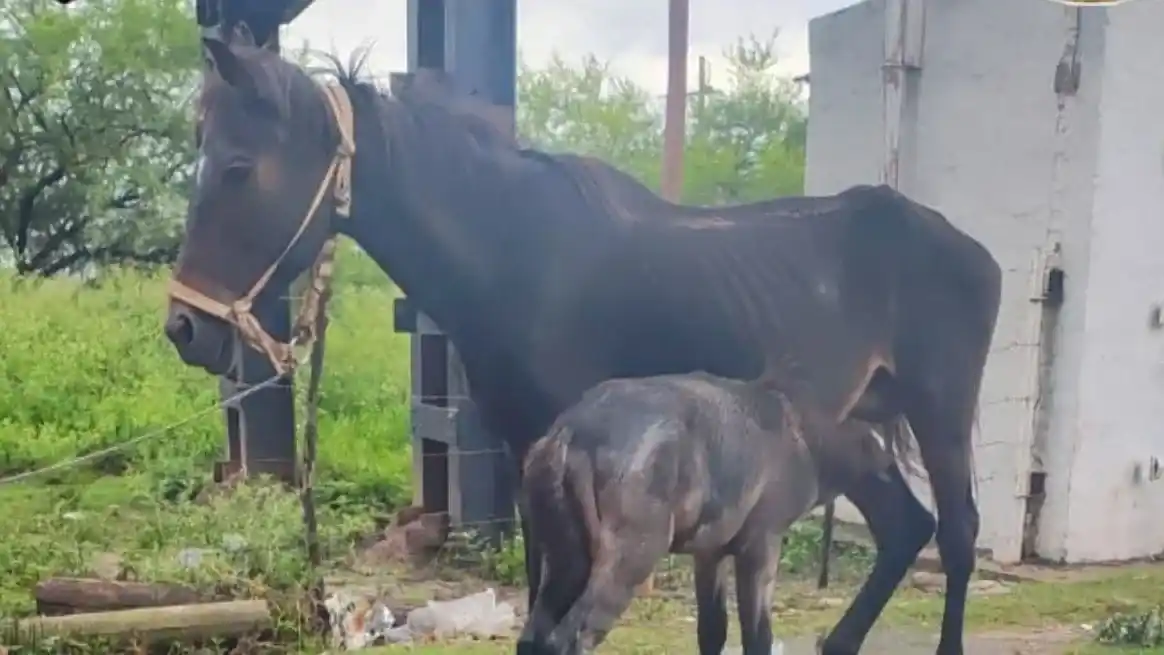 Rescataron cuatro caballos en mal estado en Laguna Paiva: dos yeguas y dos potrillos