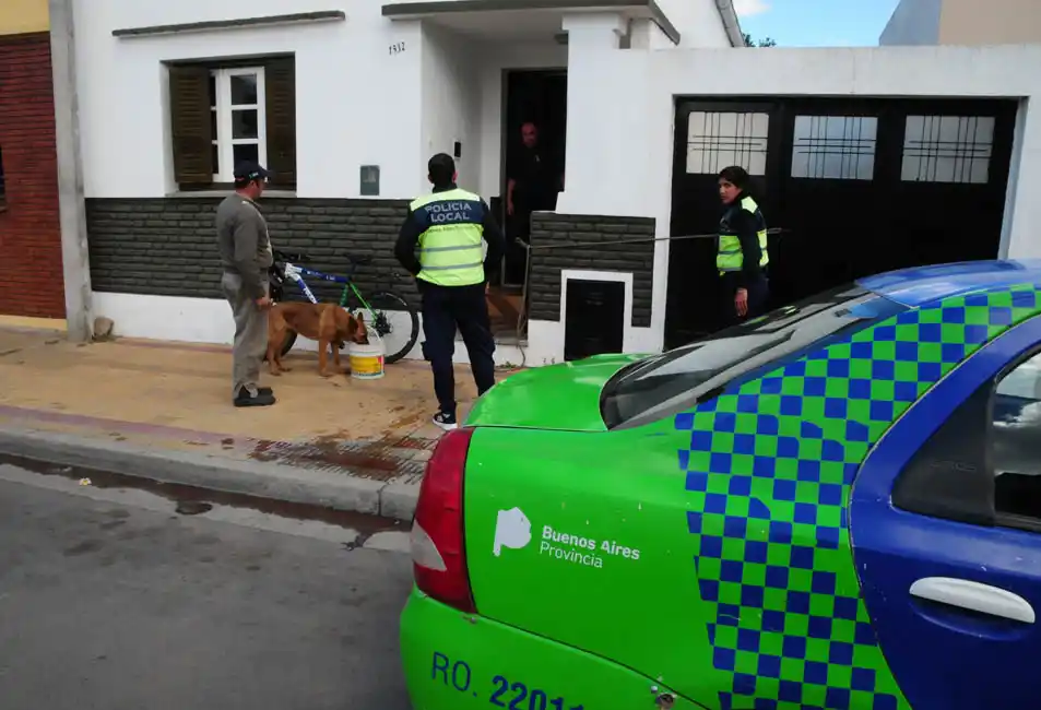 Los detalles de la pelea de los pitbulls que terminó con la dueña hospitalizada 