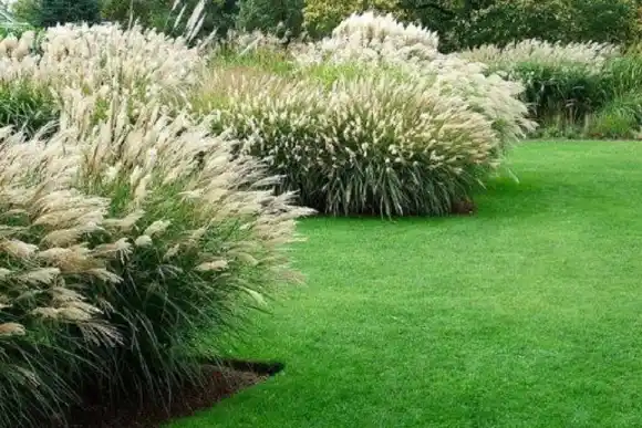 Curso de paisajismo con especies nativas:  abiertas las inscripciones