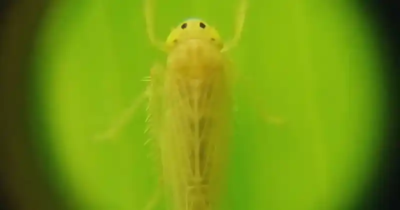 El objetivo es estimar el riesgo epidemiológico del insecto vector.