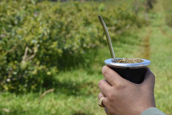 Productores yerbateros inician un paro en reclamo de mejores precios