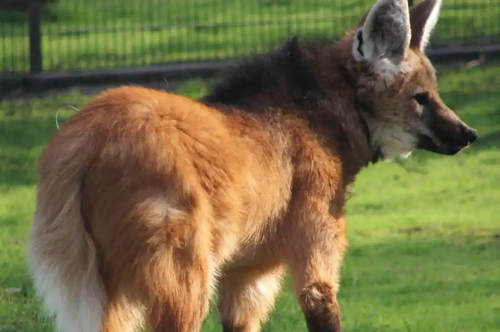 Cañada de Gómez: rescataron a dos aguará guazú que eran tenidos como mascota