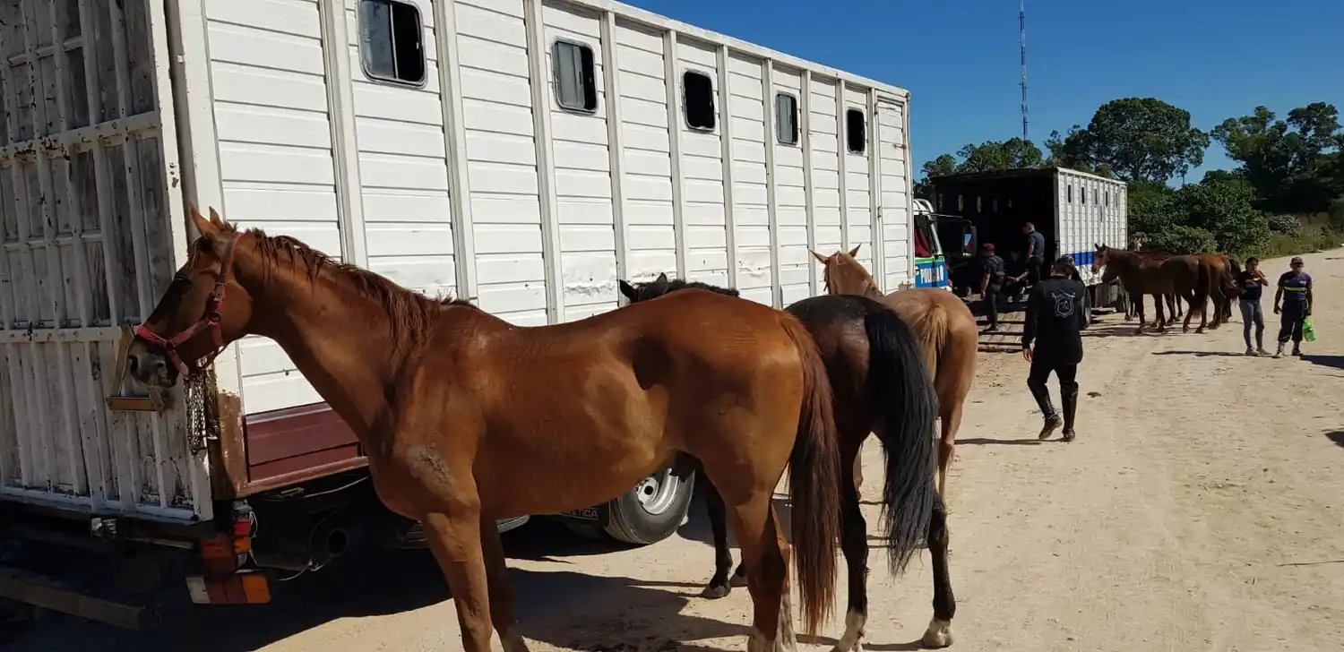 Secuestro de caballos en La Tosquera: Fiscalía volvió a pedir por el paradero de los animales