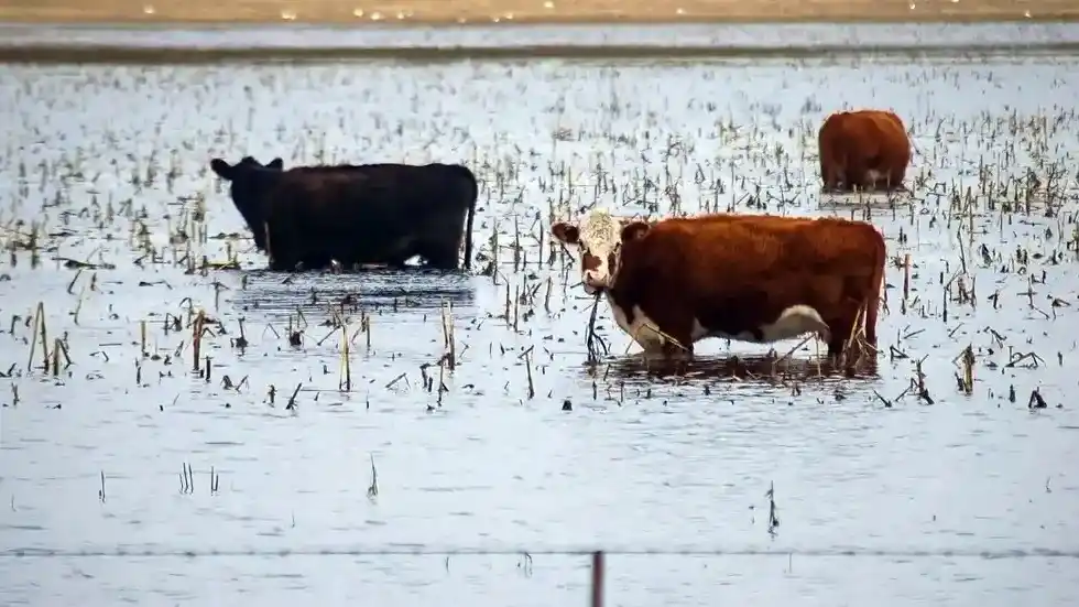 Un campo afectado por las inundaciones.