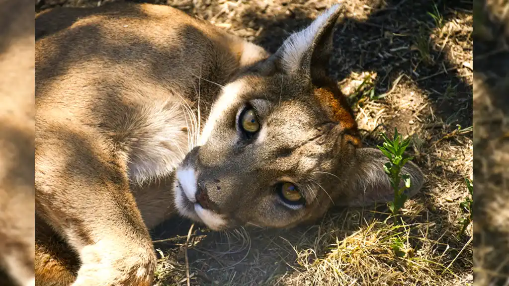 Se trasladaron dos pumas al Centro de Rescate Pumakawa