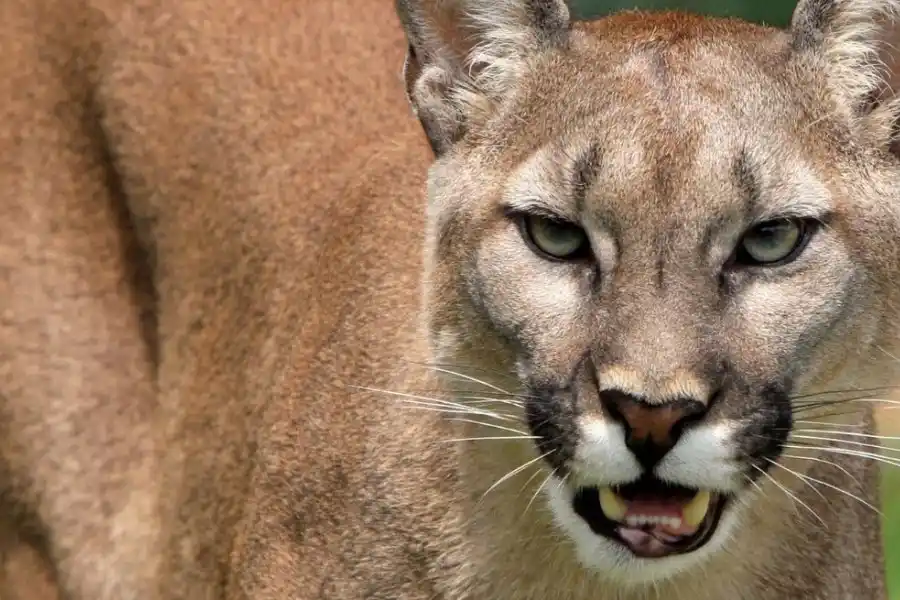 En alerta: un puma mató a un caballo y fue visto cerca de la zona urbana de Alcorta