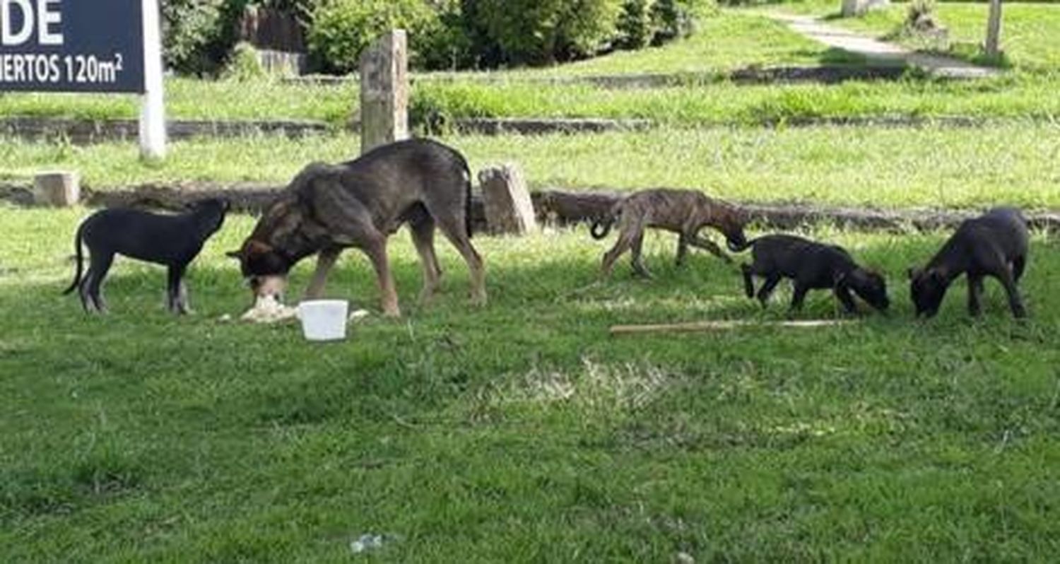 Perros sueltos frente a Pescadores