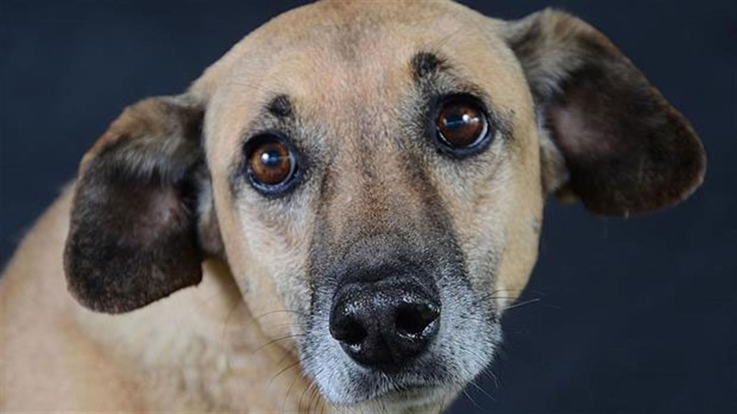 Paraná: multas de hasta 170 mil pesos por el abandono o el maltrato animal