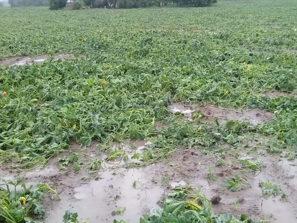 El gobernador Insfrán decretó Emergencia Agrícola en Formosa