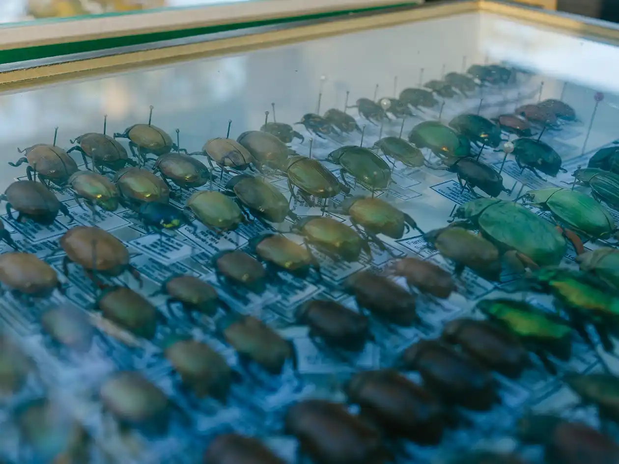 Minuanes: Exitosa exposición de fósiles y entomología