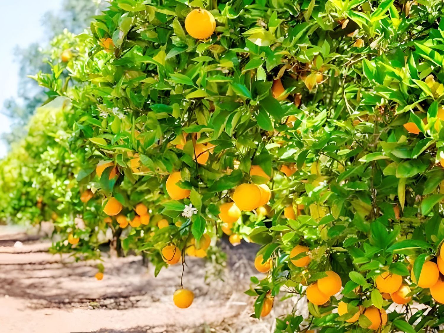 Pequeños pero clave: la eficiencia como salvavidas de la citricultura entrerriana