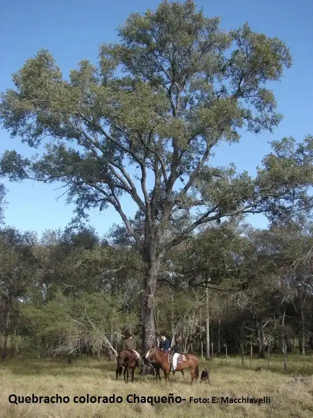   ¿Cuál es el árbol nacional argentino?  