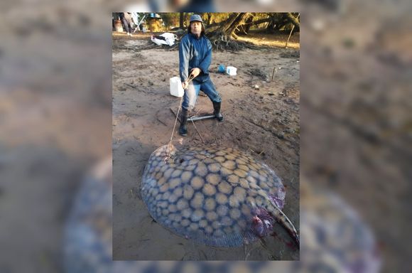 Vuelta de Obligado: pescaron una raya de 103 kilos