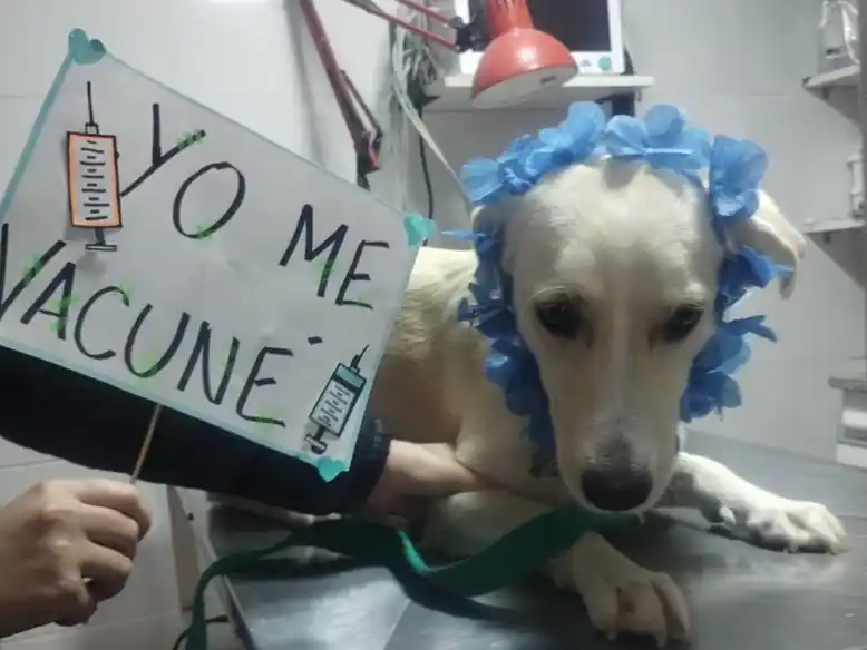 Buena respuesta a la jornada de vacunación antirrábica en Venado Tuerto.