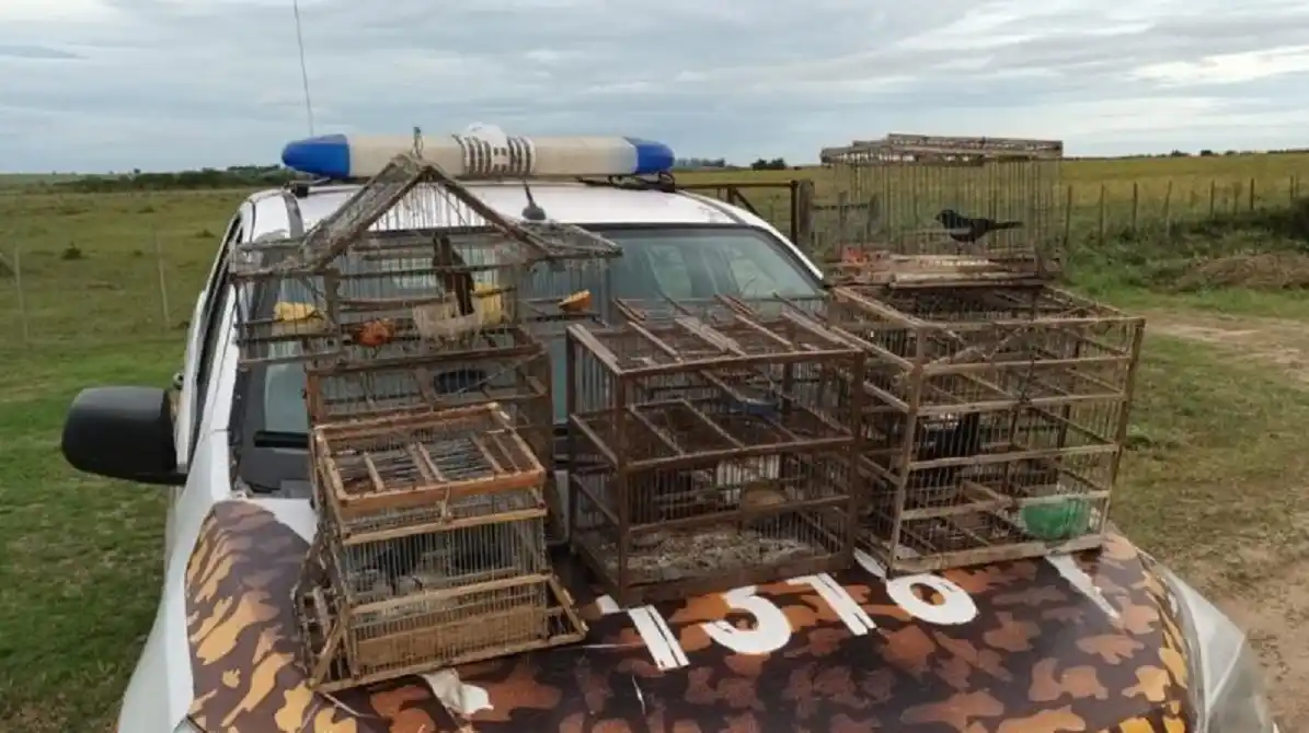 Destruyeron jaulas y liberaron aves autóctonas en un operativo policial