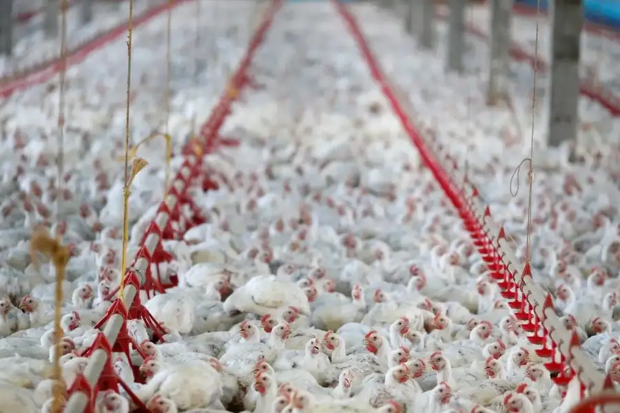 La gripe aviar que afecta a varias provincias del país, aunque tiene epicentro en Chubut y Río Negro producto de las aves de granjas comerciale
