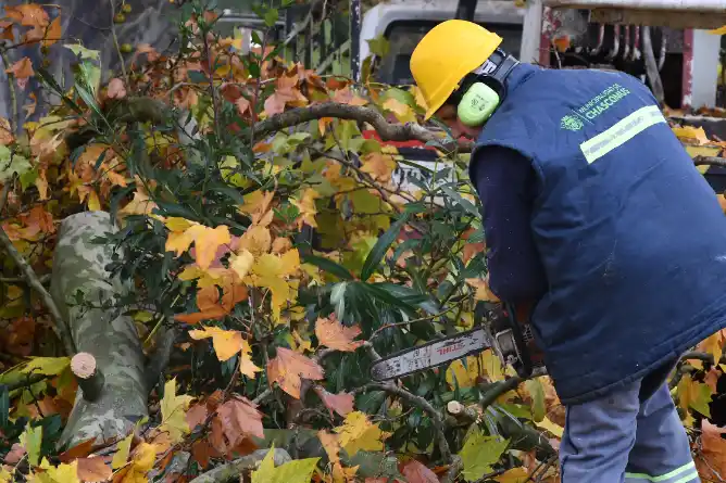 Continúa el período de poda del arbolado urbano en Chascomús
