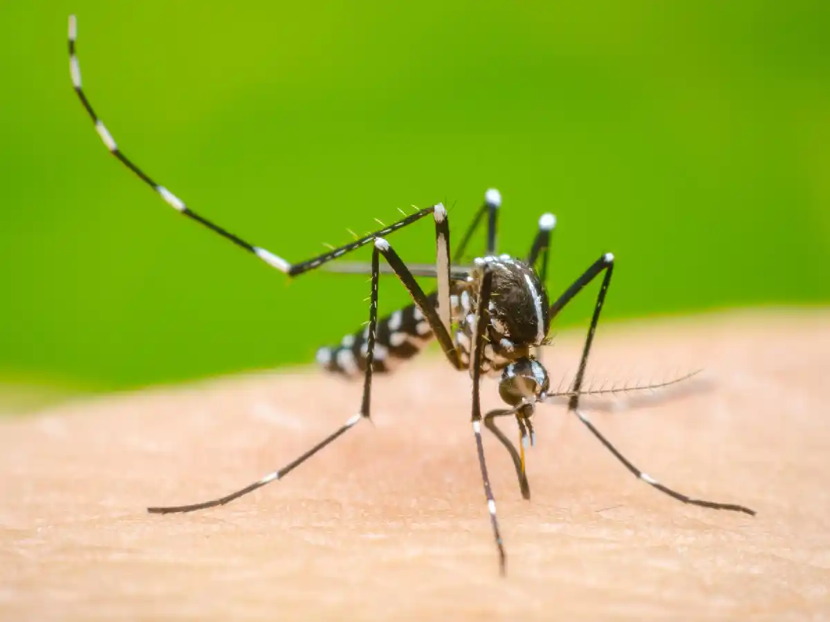 Dengue: se consolida la tendencia al descenso de casos a nivel país
