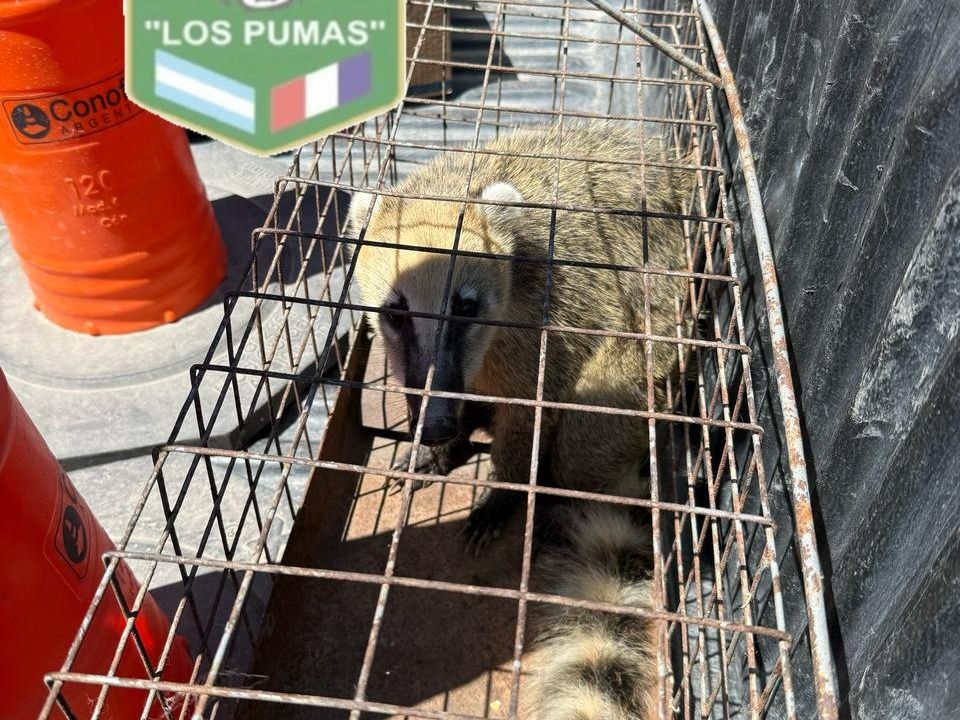 Los Pumas rescataron un coatí en zona urbana y lo liberaron en un hábitat seguro