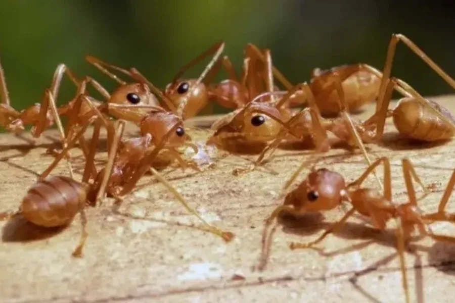 Las especies invasoras avanzan con la globalización y el calentamiento