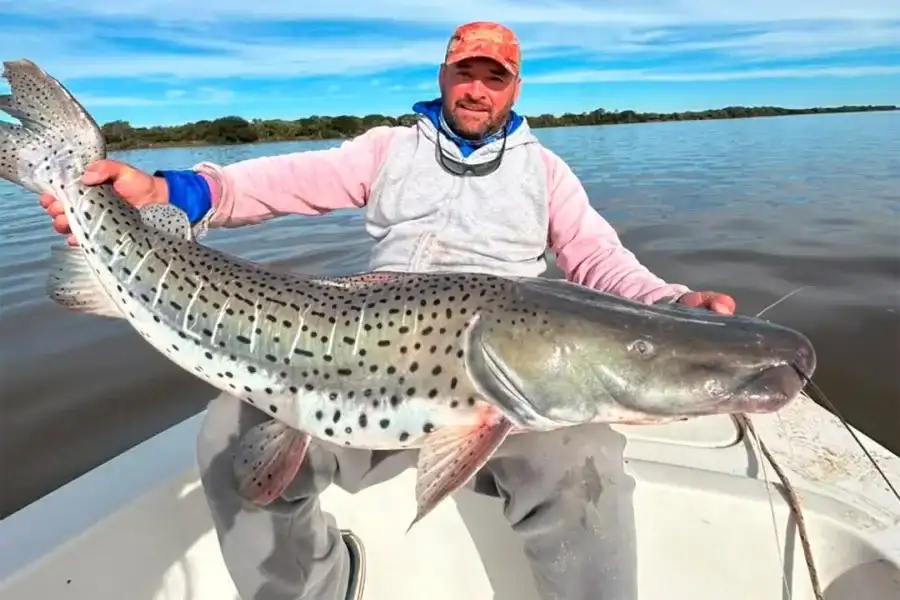Capturaron un surubí gigantesco en el río Paraná y lo devolvieron al agua