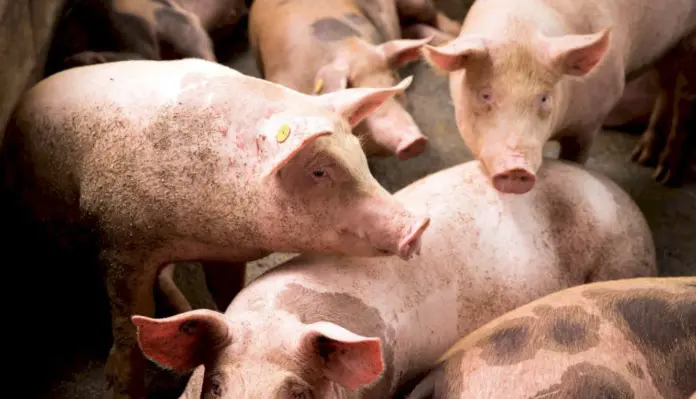 Serían 36 los infectados con triquinosis, tras consumir chacinados caseros