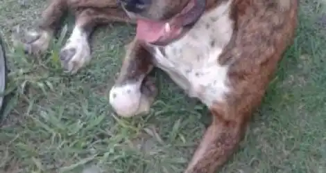 Mascota extraviada