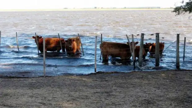 Prorrogan el plazo para adherirse a la emergencia agropecuaria 