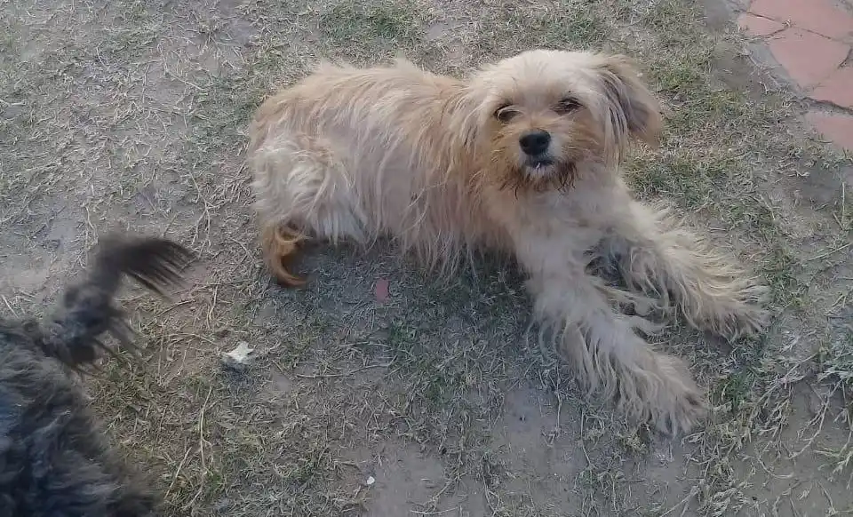 Buscan perrita robada