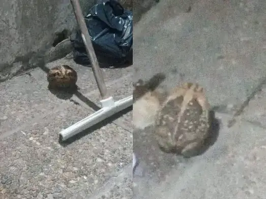 Alerta en Entre Ríos: advierten por la presencia de un sapo venenoso que ya causó la muerte de perros