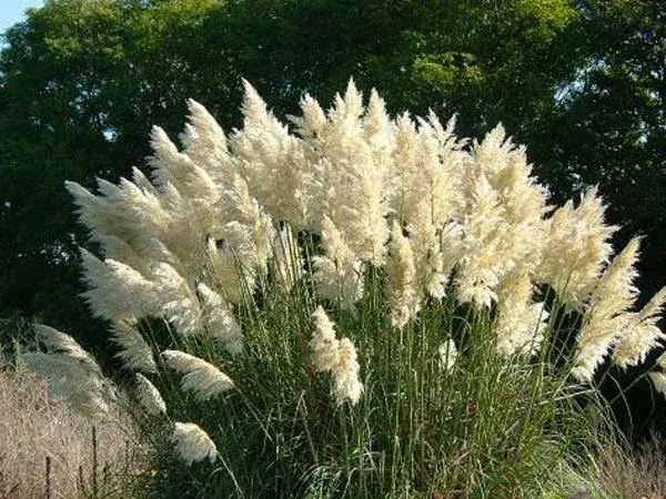El Rincón del Jardinero - Más que decoración: el papel de las plantas nativas