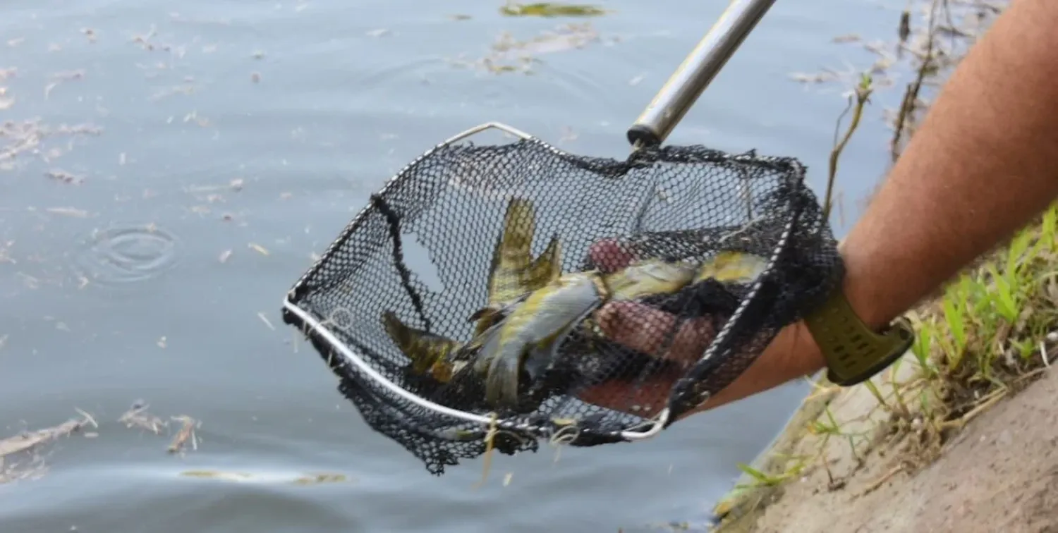 Liberaron "Chanchitas del agua" en Parque Garay para el control de la reproducción de mosquitos