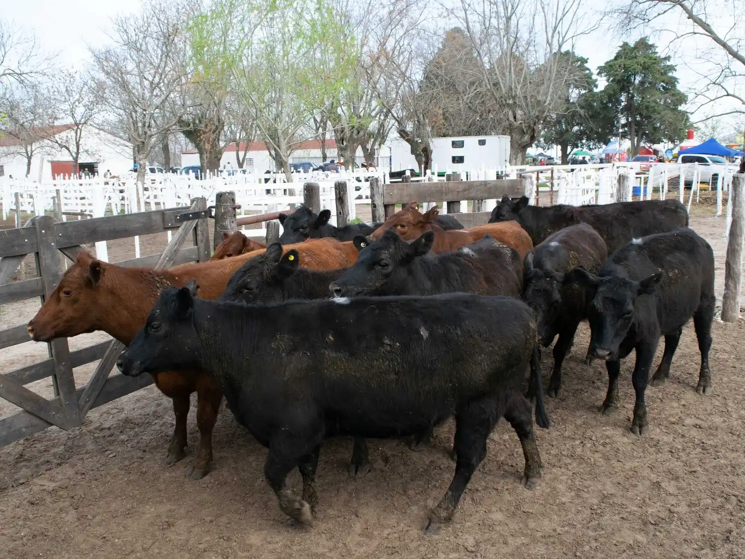 Gran expectativa por la Expo Rural Gualeguay 2025