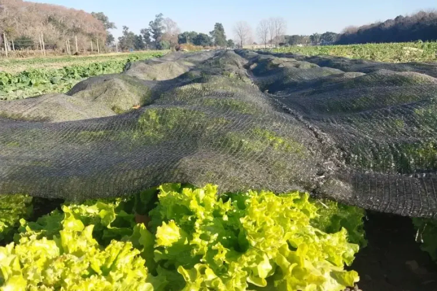 Cómo reducir el impacto de las heladas en hortalizas, flores y frutales